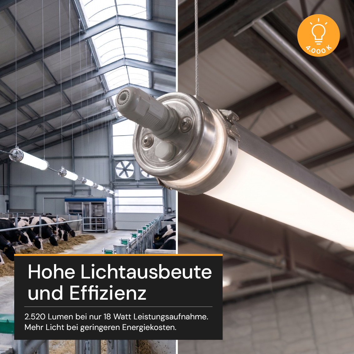LED-Feuchtraumleuchte, 60 cm, 18 W, 2520 lm, 4000 K, IP69K, ammoniakbeständig, Brandschutz, durchschleifbar, Rohrleuchte.